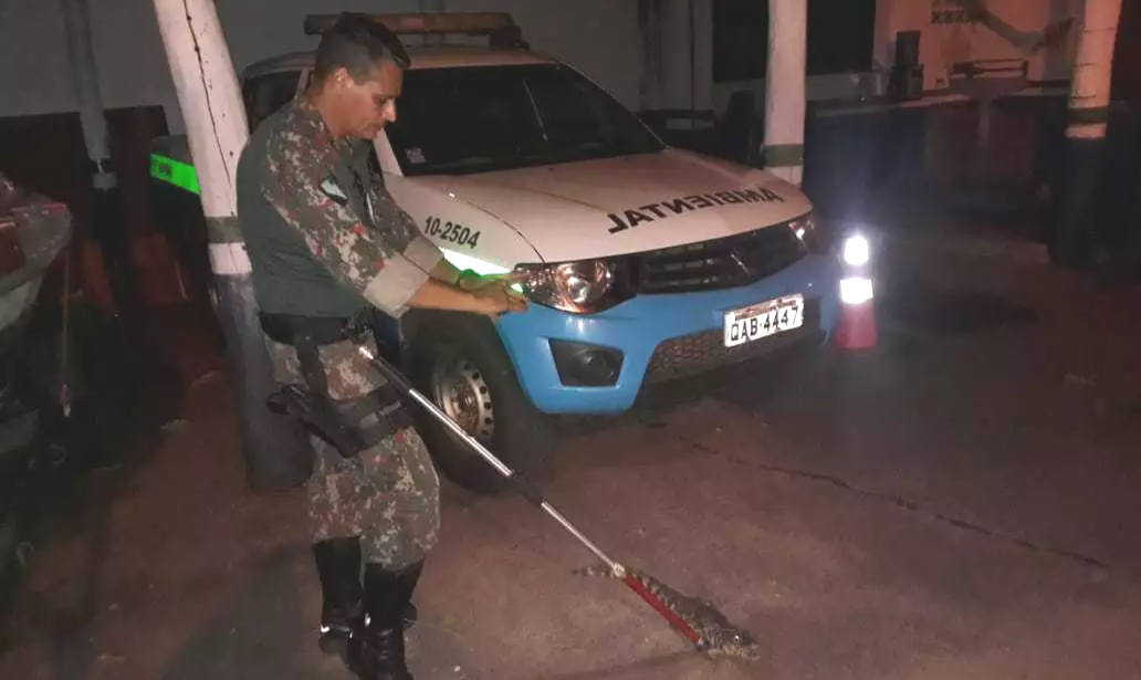 Filhote de jacaré passeia pelo centro da cidade e é capturado pela PMA