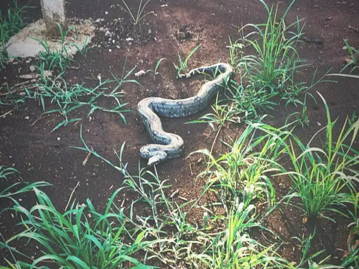 Animal tinha dois metros e provocou susto em quem estava no clube da AABB na atrde deste sábado. (Foto: PMA) 