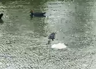 Animal encontrado morto no lago (Foto:A Gazeta News)