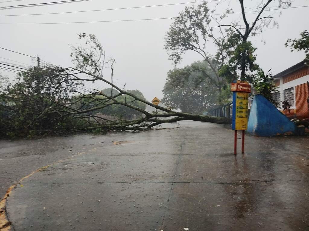 Árvore caiu ao lado de centro de educação infantil, no Jardim Água Boa (Foto: Helio de Freitas)