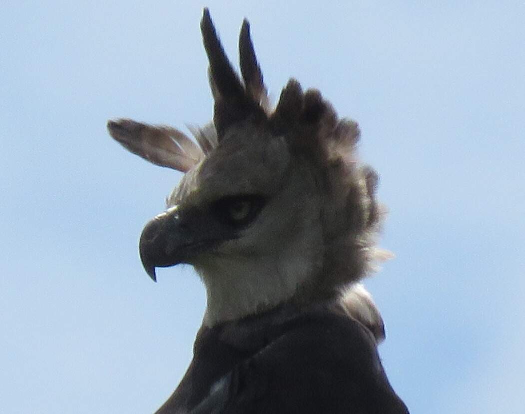Maior ave do país foi flagrada em Bodoquena (Divulgação)