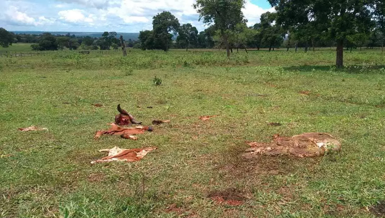 Carcaça de animais foram deixadas em pasto de fazenda em Terenos (Foto: Divulgação/PMA)