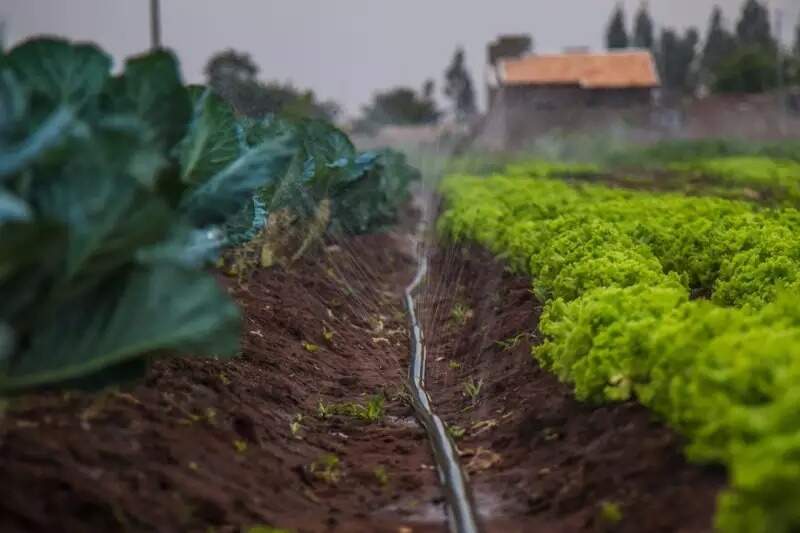 Sistema de irrigação de horta, em Campo Grande. (Foto: Fernando Antunes/Arquivo)