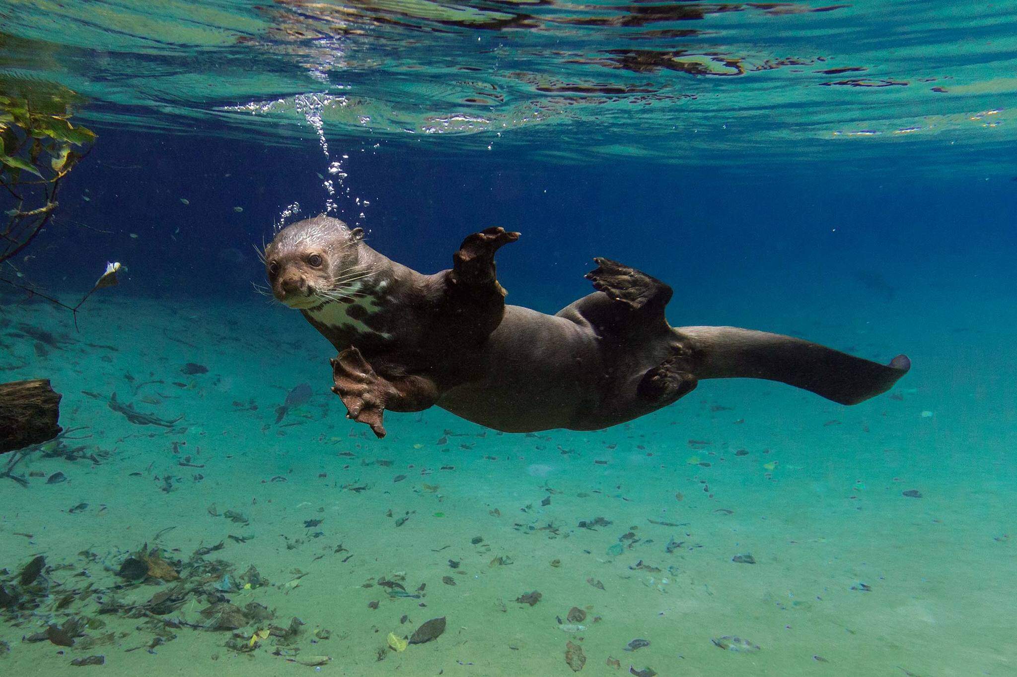 O mergulho da ariranha, imagem que valeu o primeiro lugar em concurso nacional de 2015 (Foto: Daniel De Granville)