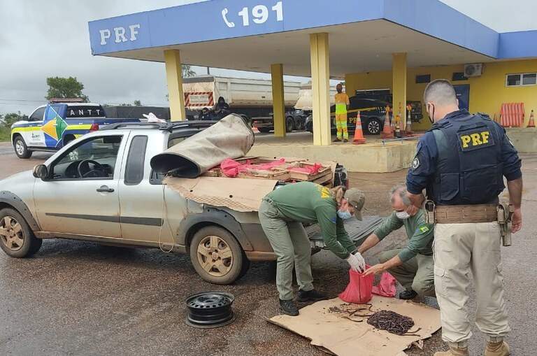 Agentes do Ibama e equipe da PRF durante flagrante que resultou em multa milionária após minhocuçus serem apreendidos (Foto: Divulgação/PRF)